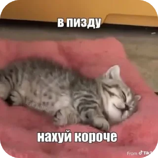 🐱 emoji Анальная пробка Ивана Сасного Telegram sticker 20 of 45