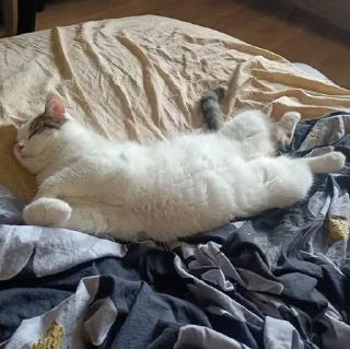 😴 emoji Мистер Макс 😼 Telegram sticker 7 of 65