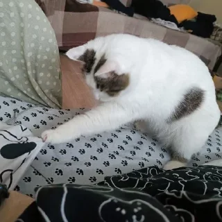🌟 emoji Мистер Макс 😼 Telegram sticker 13 of 65