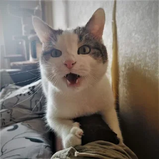 🌟 emoji Мистер Макс 😼 Telegram sticker 14 of 65