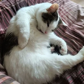 🌟 emoji Мистер Макс 😼 Telegram sticker 18 of 65