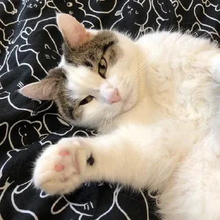 🌟 emoji Мистер Макс 😼 Telegram sticker 12 of 65