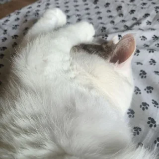 🌟 emoji Мистер Макс 😼 Telegram sticker 8 of 65