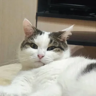 😑 emoji Мистер Макс 😼 Telegram sticker 5 of 65
