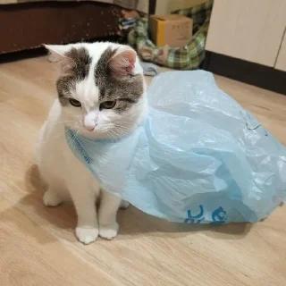 🌟 emoji Мистер Макс 😼 Telegram sticker 17 of 65