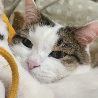 🌟 emoji Мистер Макс 😼 Telegram sticker 21 of 65