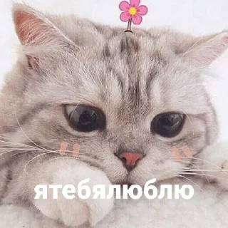 Sticker from ахуенные