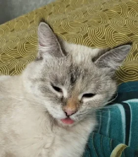 Sticker from ~my cats~