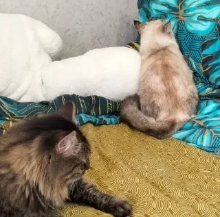 Sticker from ~my cats~