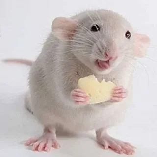 ☕ emoji Крысы Telegram sticker 15 of 15