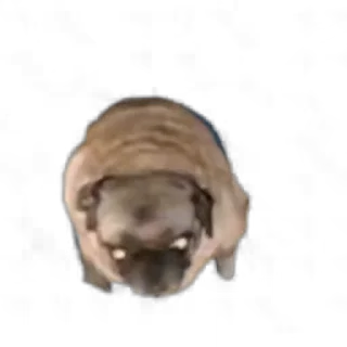 🐕 emoji 🌚 @CloobHub • @Earth928B 🌝 Коты Cats Telegram sticker 19 of 35