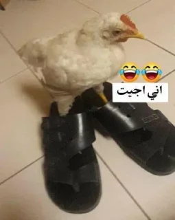 🏃 emoji محمد @SticZ_Bot • @aljoker_z_e Telegram sticker 8 of 105