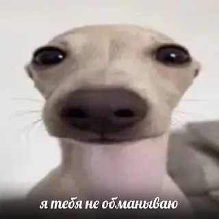 💓 emoji лера чмо💓 Telegram sticker 12 of 19