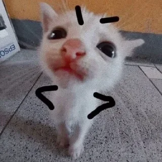 🌟 emoji КОТИКИ🐈💋 Telegram sticker 16 of 61