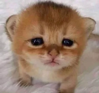 🌟 emoji КОТИКИ🐈💋 Telegram sticker 24 of 61