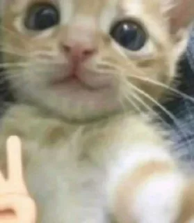 🌟 emoji КОТИКИ🐈💋 Telegram sticker 18 of 61