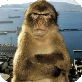 😠 emoji обезьянки на каждый день Telegram sticker 11 of 13