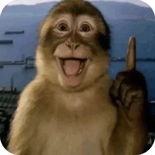 🤩 emoji обезьянки на каждый день Telegram sticker 6 of 13