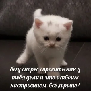 Sticker from котики от ангелины😶‍🌫