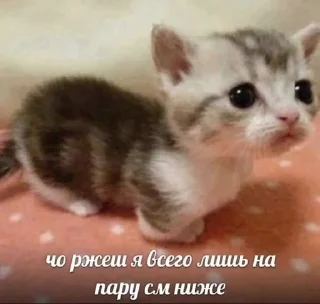 😕 emoji котики от ангелины😶‍🌫 Telegram sticker 19 of 34