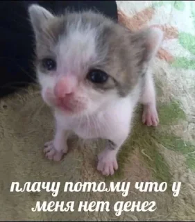 Sticker from котики от ангелины😶‍🌫