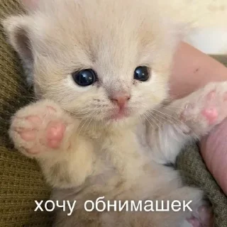 🤗 emoji котики от ангелины😶‍🌫 Telegram sticker 16 of 34