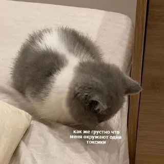 😔 emoji котики от ангелины😶‍🌫 Telegram sticker 20 of 34