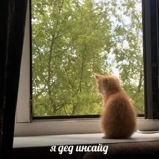 Sticker from котики от ангелины😶‍🌫