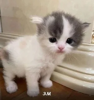 🥴 emoji котики от ангелины😶‍🌫 Telegram sticker 8 of 34