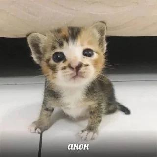 😋 emoji котики от ангелины😶‍🌫 Telegram sticker 5 of 34