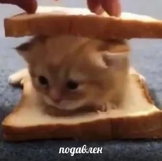 🥲 emoji котики от ангелины😶‍🌫 Telegram sticker 12 of 34