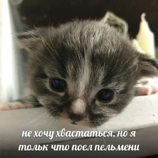 😋 emoji котики от ангелины😶‍🌫 Telegram sticker 22 of 34