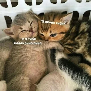 ❤️ emoji котики от ангелины😶‍🌫 Telegram sticker 23 of 34