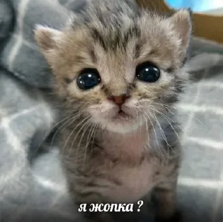 😡 emoji котики от ангелины😶‍🌫 Telegram sticker 18 of 34