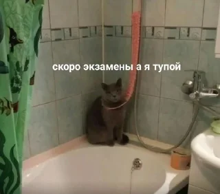 Sticker from котики от ангелины😶‍🌫