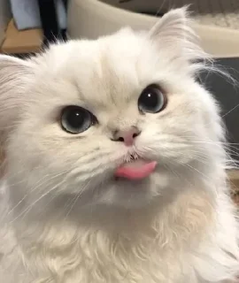 Sticker from Котики^^