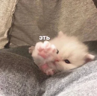 😝 emoji котики от ангелины😶‍🌫 Telegram sticker 13 of 34