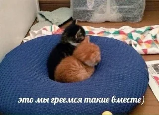 ❤️ emoji котики от ангелины😶‍🌫 Telegram sticker 17 of 34