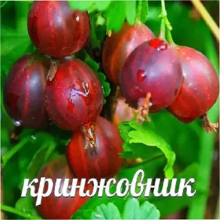 💀 emoji гений комедии Telegram sticker 12 of 120