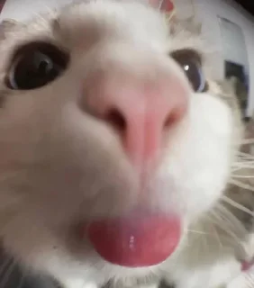 🌟 emoji котики Telegram sticker 9 of 80