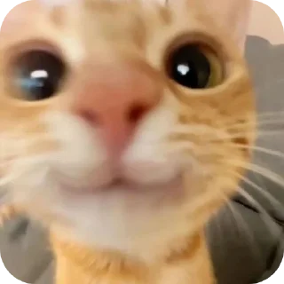 👍 emoji Котики для любимок:: @KOTWK Telegram sticker 23 of 31