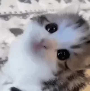 Sticker from Котики для любимок:: @KOTWK