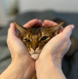 Sticker from Ириска фотки😺😺😺