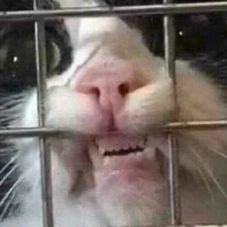 😾 emoji Китик Telegram sticker 22 of 32