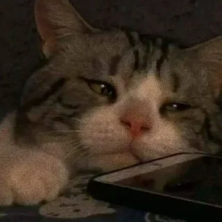 😿 emoji Китик Telegram sticker 24 of 32