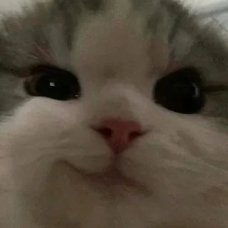 😏 emoji Китик Telegram sticker 19 of 32