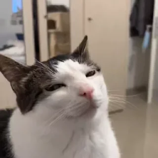 Sticker from солянка гиф эдишн