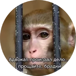 Sticker from Бибизяны 2.0 @cryptopenys