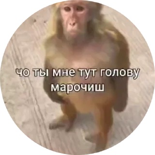 Sticker from Бибизяны 2.0 @cryptopenys
