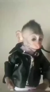 🌟 emoji Бибизяны 5 от @SPXGoaZWi Telegram sticker 20 of 59